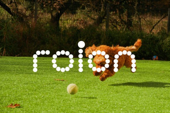 A Display Font That Brings Campaigns to Life: Roinert